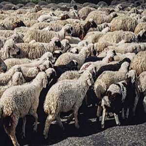 Awassi Sheep