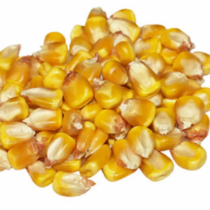 Corn