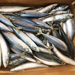 Pacific Mackerel
