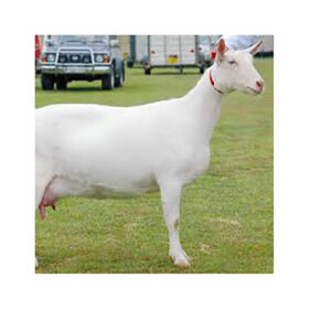 Saanen Goat