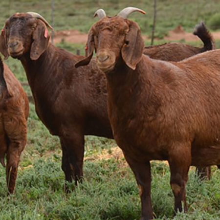 Nubian-Goat.jpg